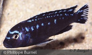 Melanochromis interruptus, han