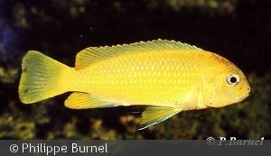 Melanochromis interruptus, hun