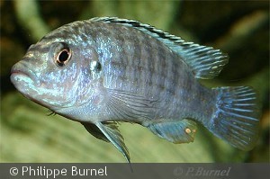 Melanochromis joanjohnsonae, han
