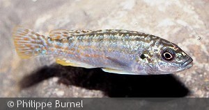 Melanochromis joanjohnsonae