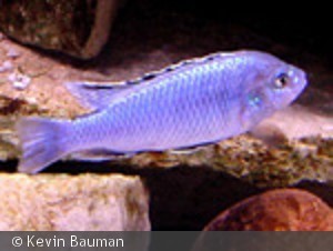 Melanochromis joanjohnsonae han