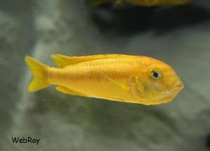 Melanocromis Johannii - hun