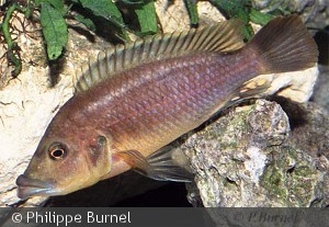 Melanochromis labrosus