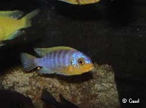 Metriclima aurora