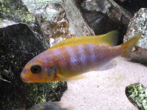 Metriclima aurora