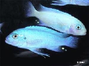 Maylandia callainos "Bright Blue"