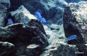 Maylandia callainos "Bright Blue" i Malawisøen