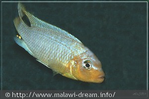 Maylandia chrysomallos Masinje