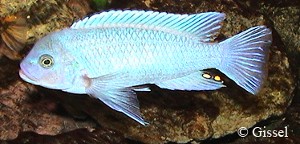 M. estherae han
