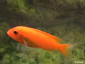M. estherae hun
