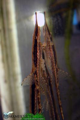 Farlowella Vittata