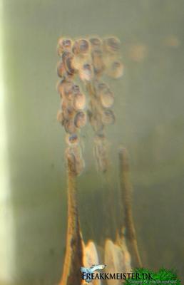 Farlowella Vittata