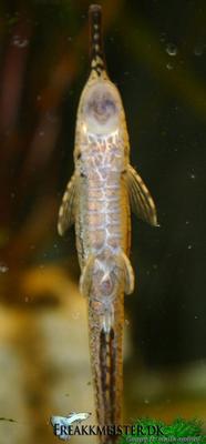 Farlowella Vittata