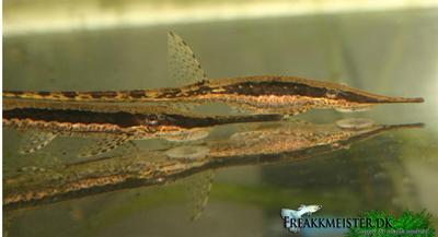 Farlowella Vittata