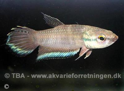 Betta enisae