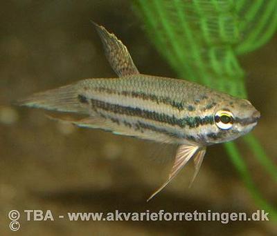 Betta prima