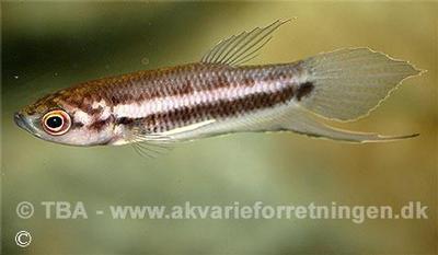 Betta pi