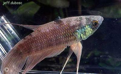 Betta schalleri