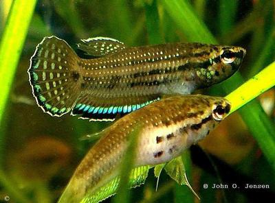 Betta simplex