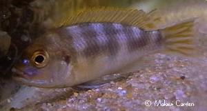 Maylandia livingstonii Chipoka