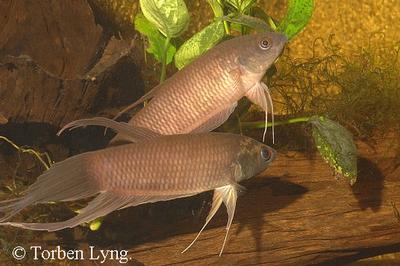 Betta renata