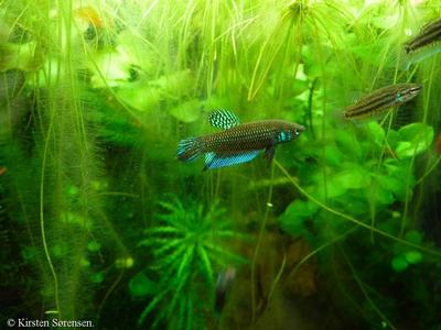 Betta mahachaiensis