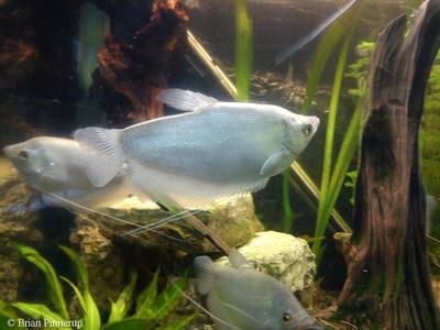 Trichogaster microlepis