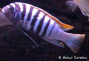 Maylandia pyrsonotos Nakantenga Island