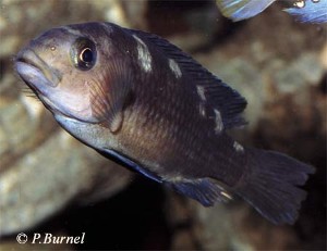 Pseudotropheus crabro han (Ikke i parringshumør