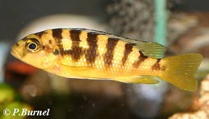 Pseudotropheus crabro hun
