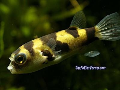 Colomesus asellus