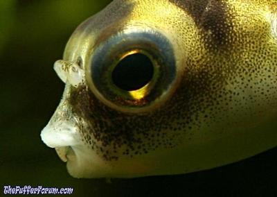 Colomesus asellus