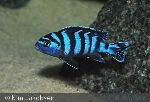 Ung demasoni