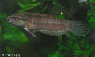 Betta antoni