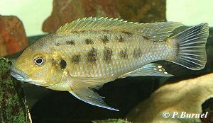 P. williamsi han