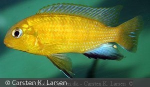 Tropheops macrophthalmus Metangula Han Mozambique