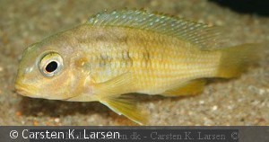 Tropheops macrophthalmus Metangula Hun Mozambique