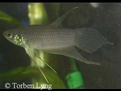 Betta raja