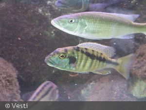 Buccochromis Heterotaenia Han