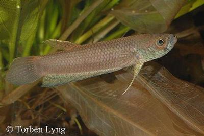 Betta patoti