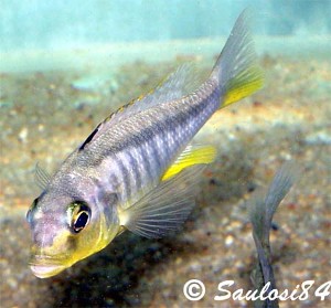 B. rhoadesii