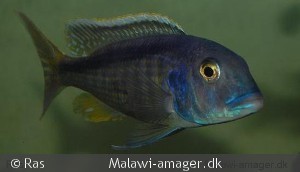 Buccochromis spectabilis Han
