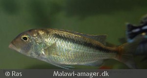 Buccochromis spectabilis Hun