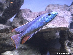 Champsochromis caeruleus (Thola)