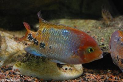 Vieja synspila