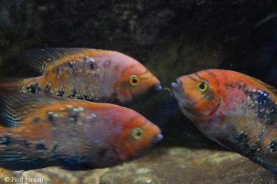 Vieja synspila