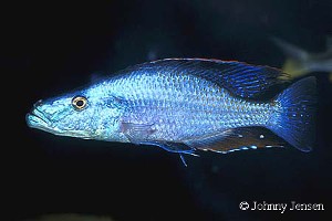 Dimidiochromis compressiceps
