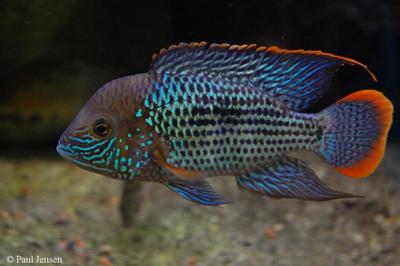 Andinoacara rivulatus