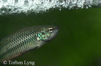 Betta smaragdina
