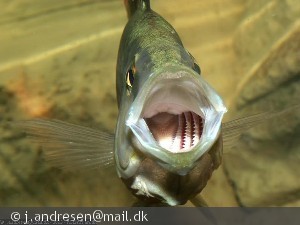Dimidiochromis compressiceps
